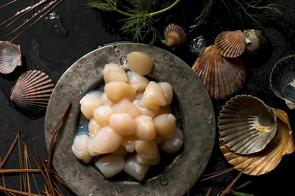 Salad with scallops