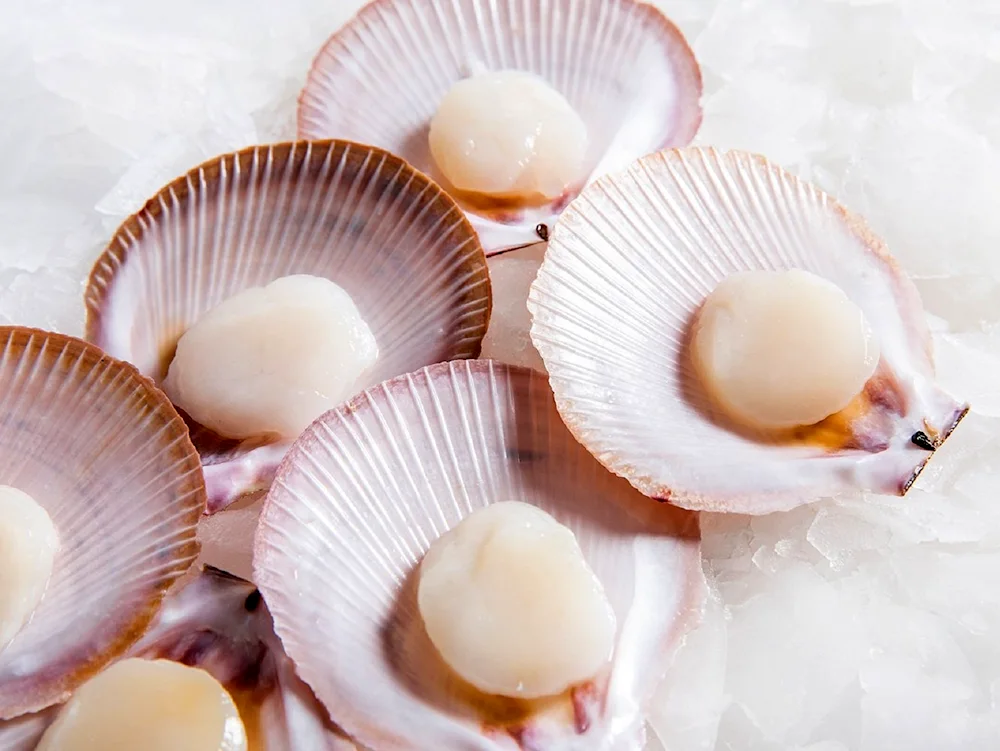 Salad with scallops.