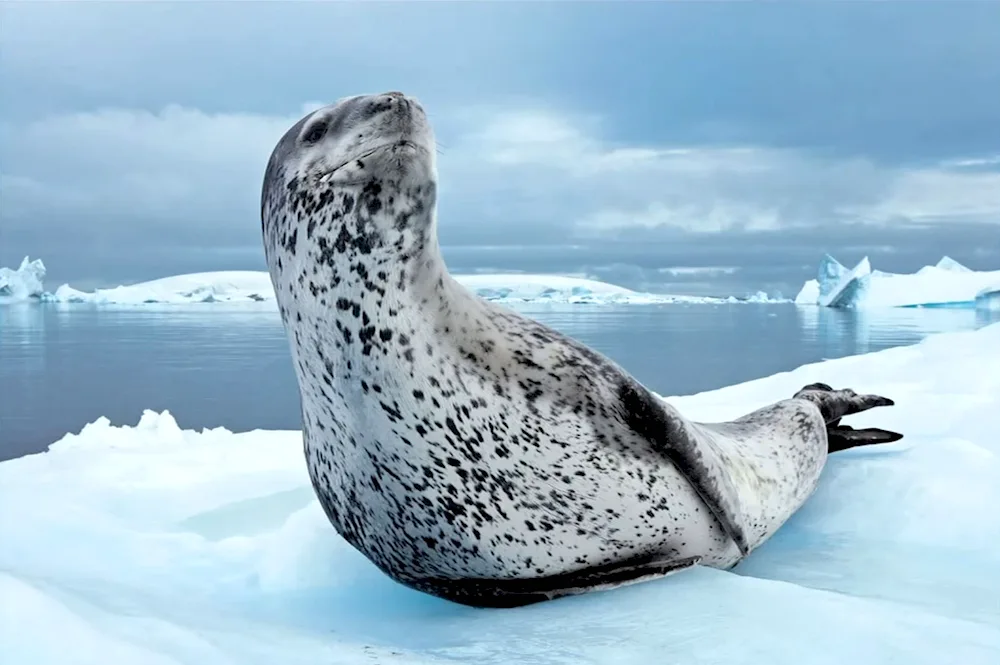 Marine leopard in Antarctica