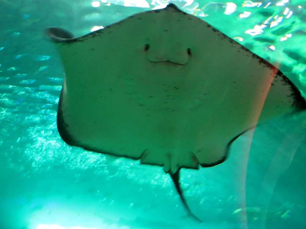 Manta Stingray