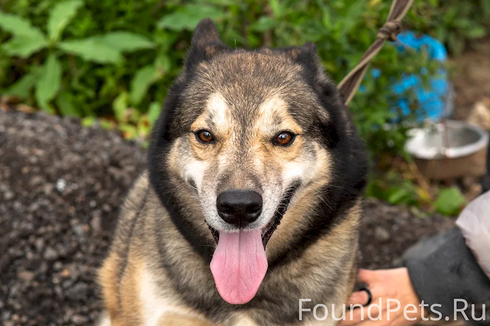 Western Siberian husky wolfhound