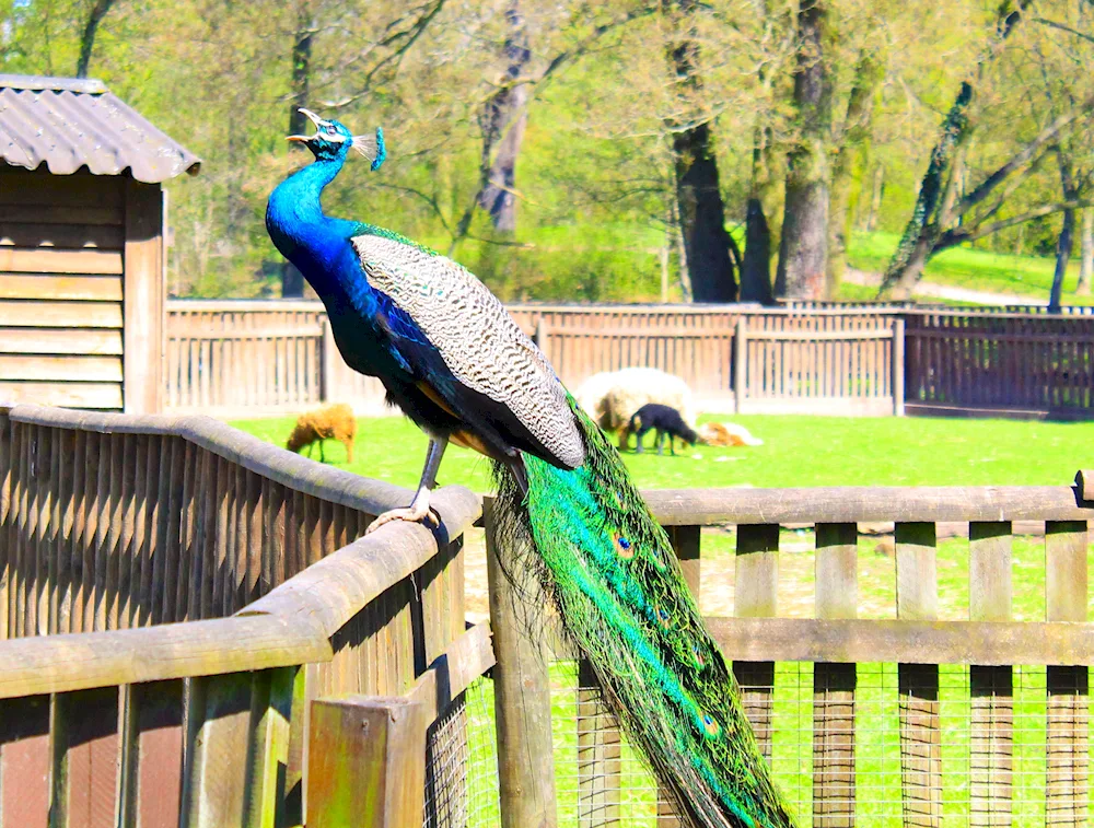 Moscow Zoo Peacock