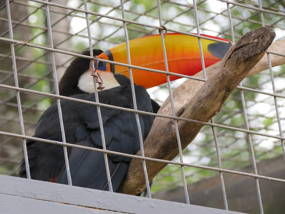 Rostov Zoo Ara parrots