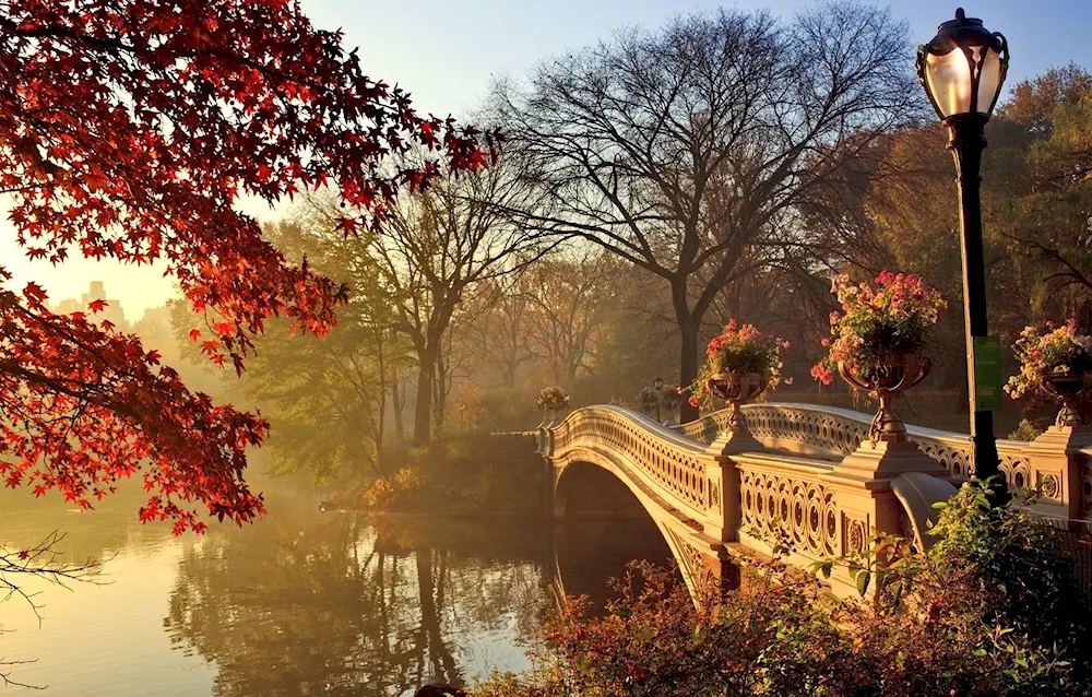 Golden autumn lake nature river forest