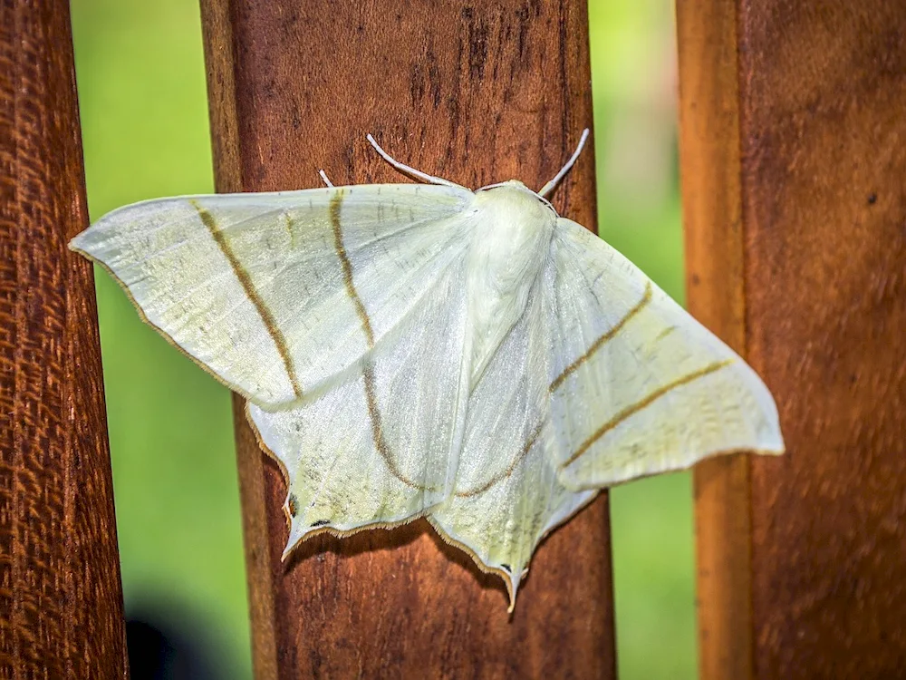 Venezuelan poodle moth