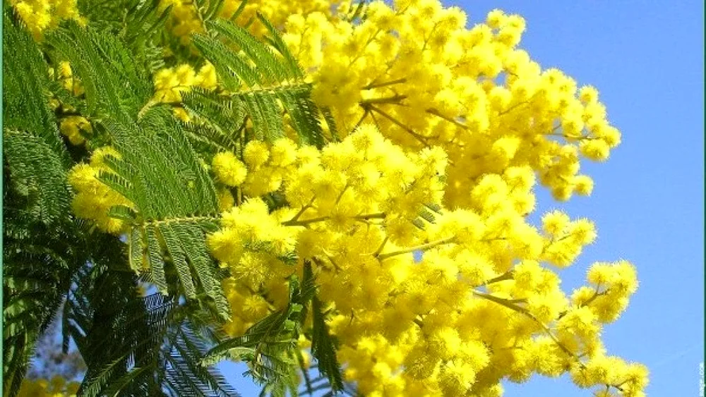 Acacia Yellowbark Acacia Senegal Mimosa flower.