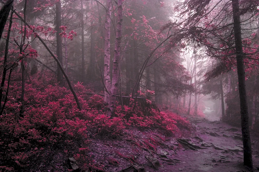 Dark landscape