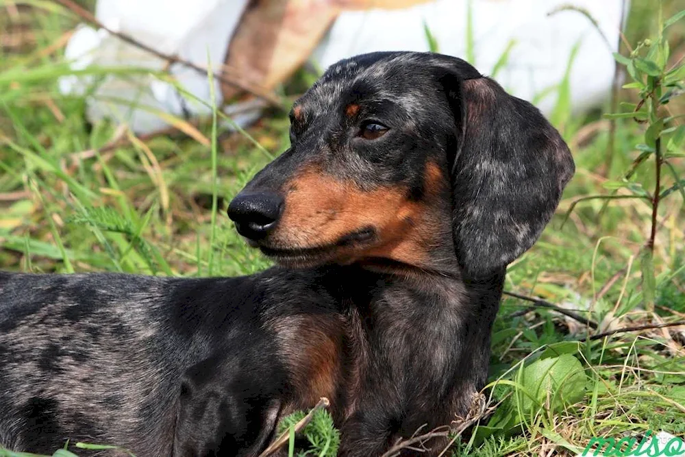 Marbled smooth-haired rabbit dachshund