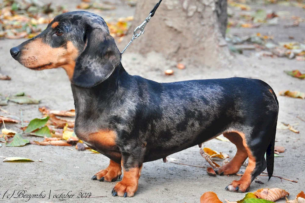 Rabbit dachshund