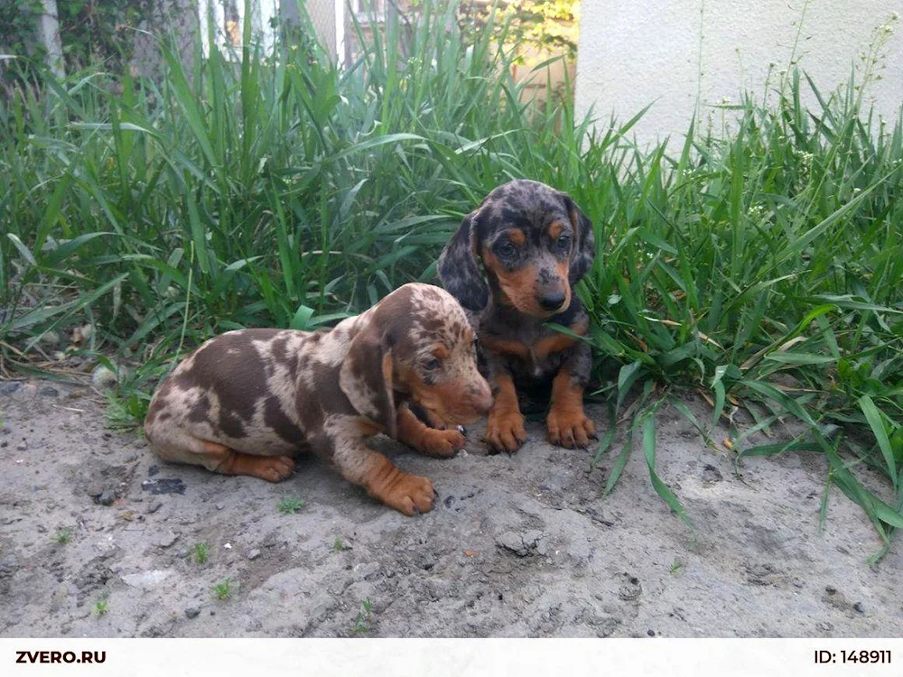 Marbled rabbit dachshund