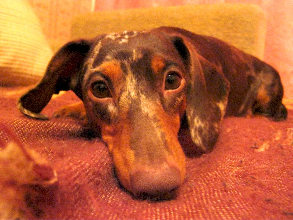 Albino dachshund