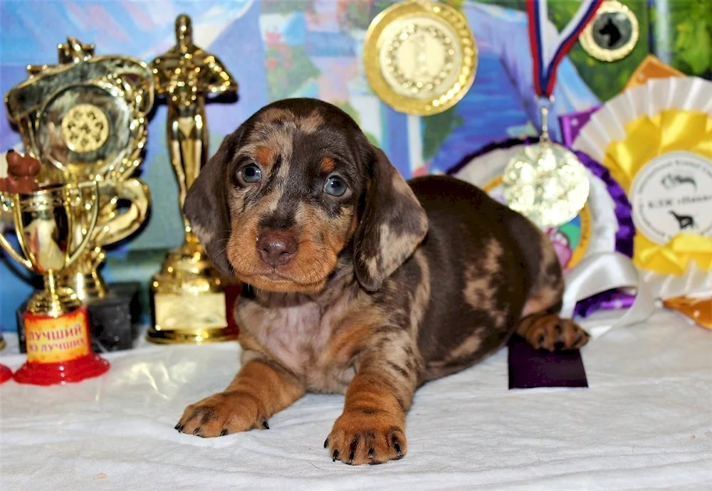 Marbled rabbit dachshund