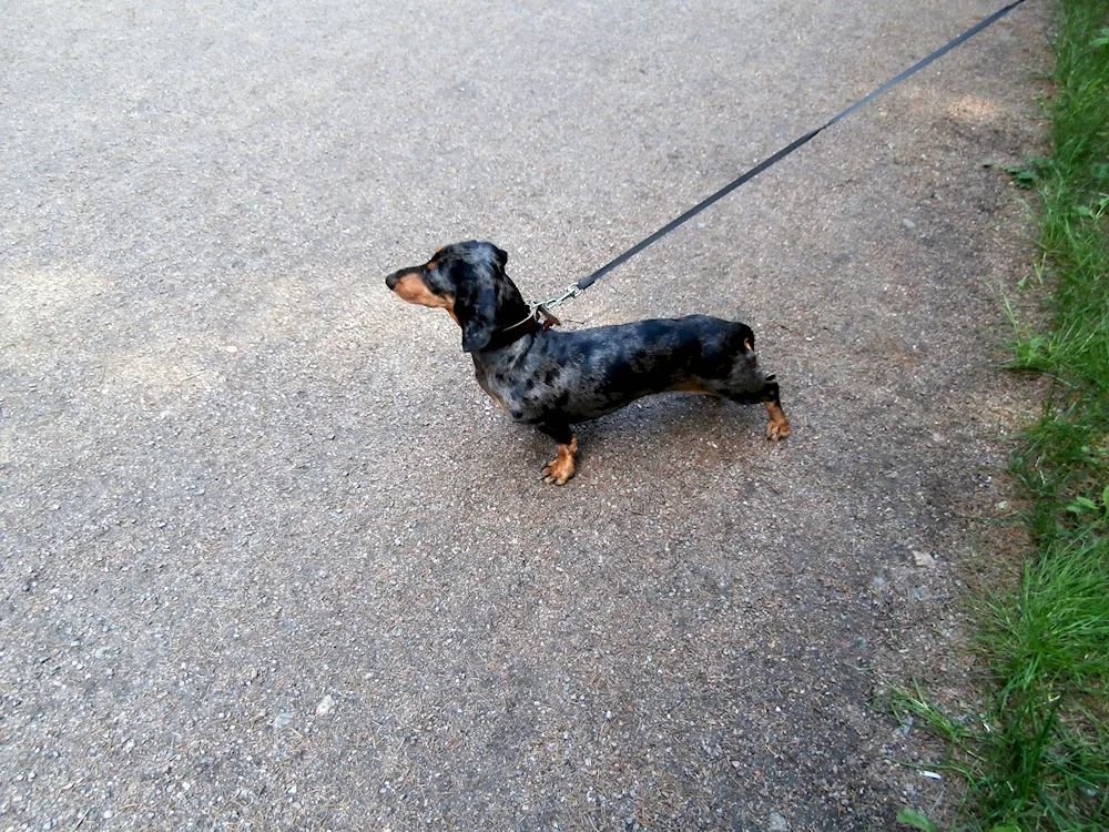 Long-haired marbled dachshund