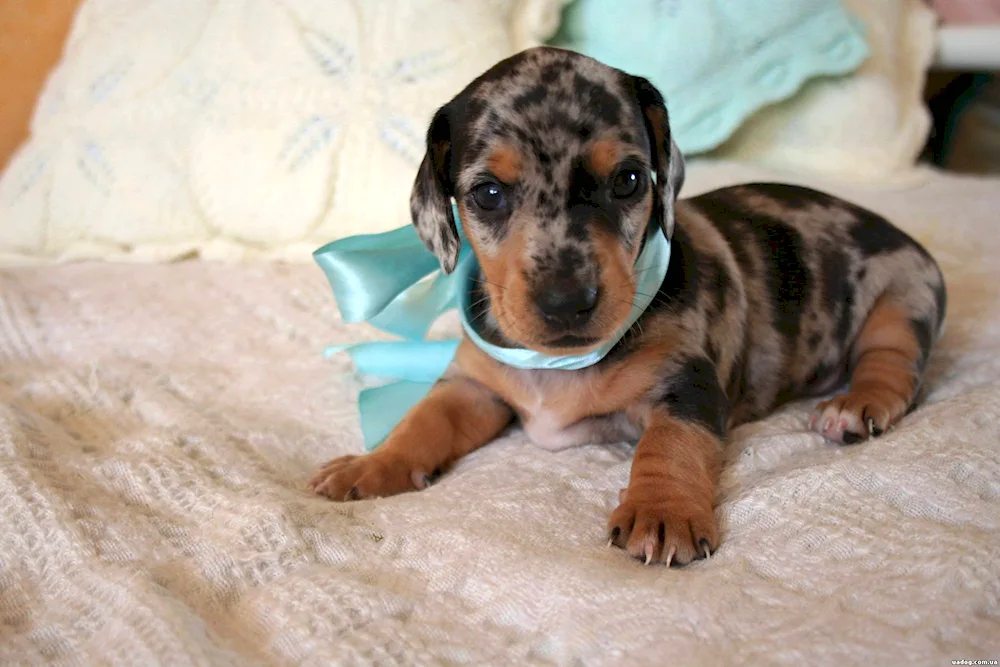 Marbled dachshund dog