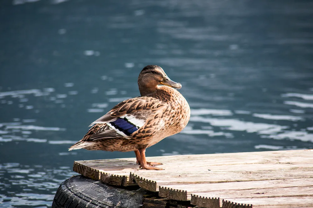 Marbled mallard duck