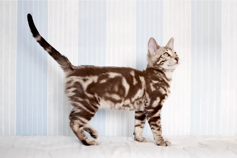 Marbled Bengal Bengal