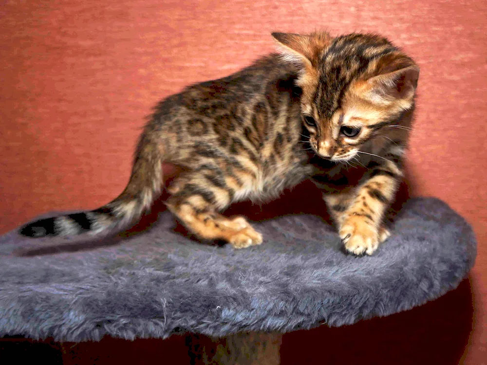 Marble Bengal cat mestizo