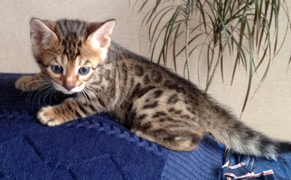 Marble Bengal cat mestizo