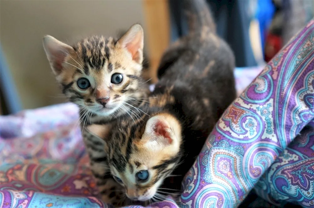 Marble Bengal cat métis