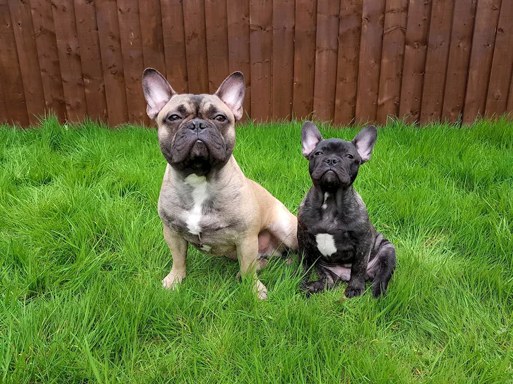 French Bulldog and Chihuahua