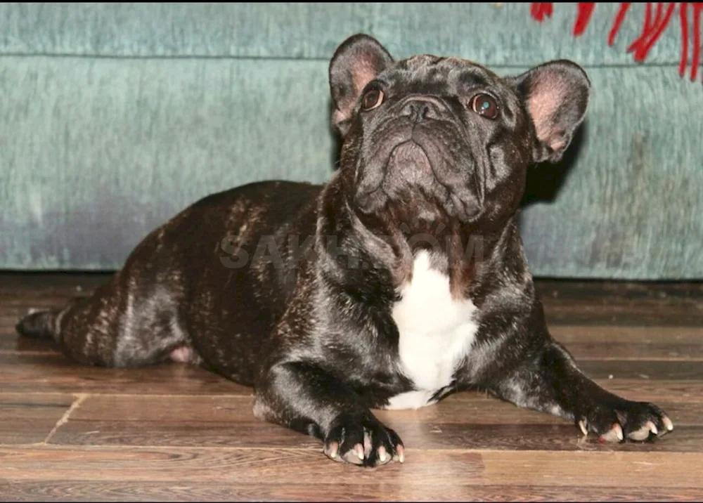 French Bulldog Tiger Bulldog