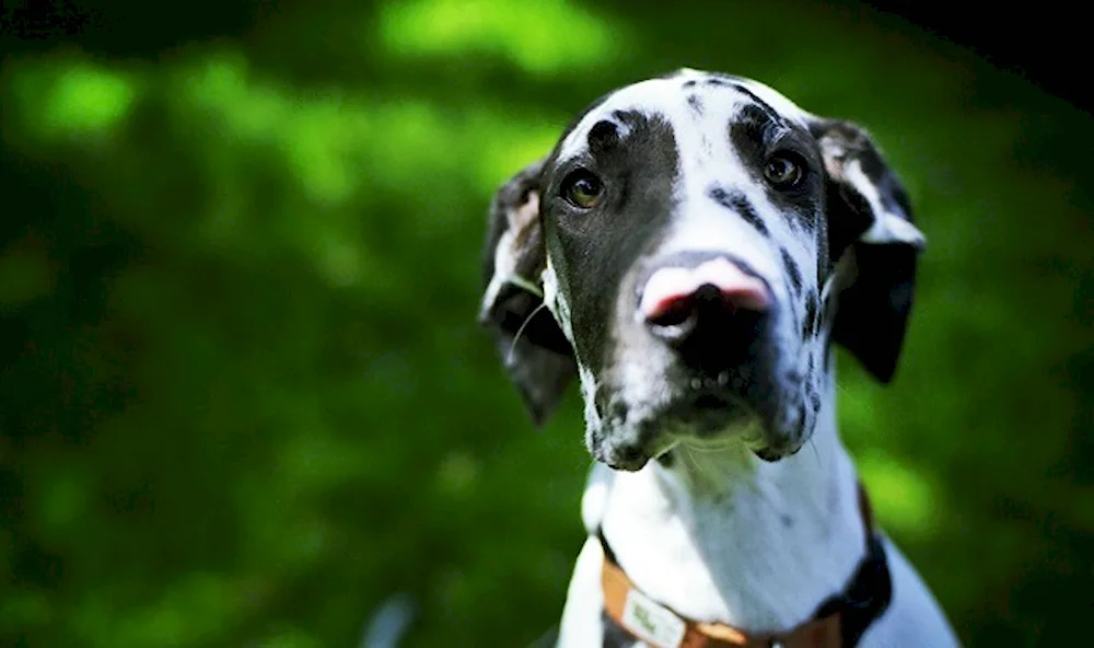 Marbled Harlequin Dog