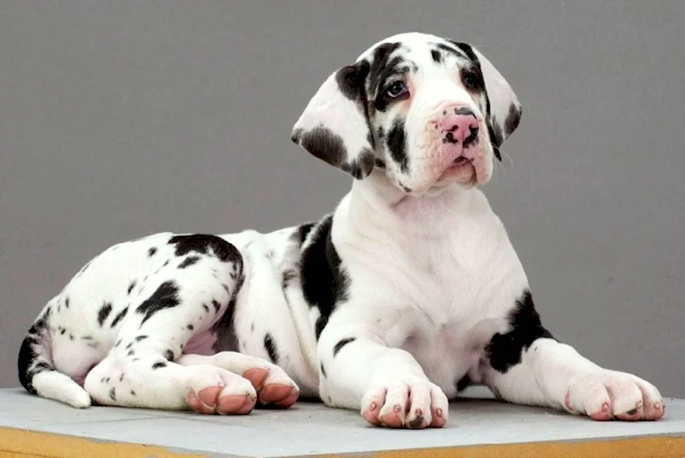 Terrier Yorkshire Shorthair