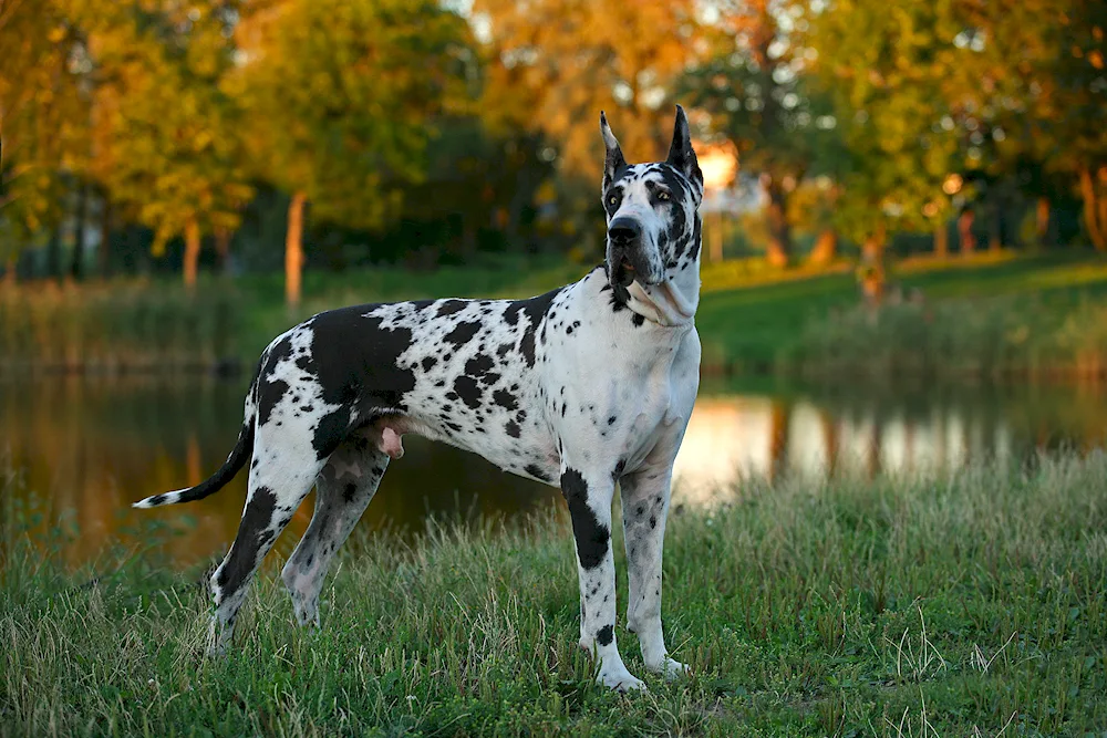 Marble Dog Harlequin