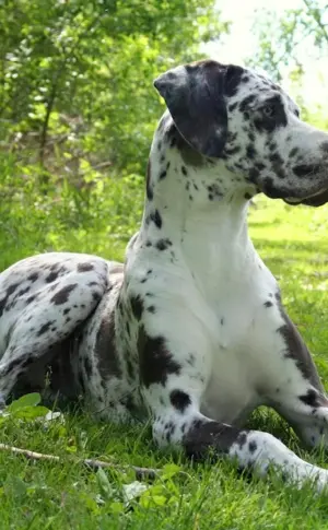 Harlequin Marbled Dane