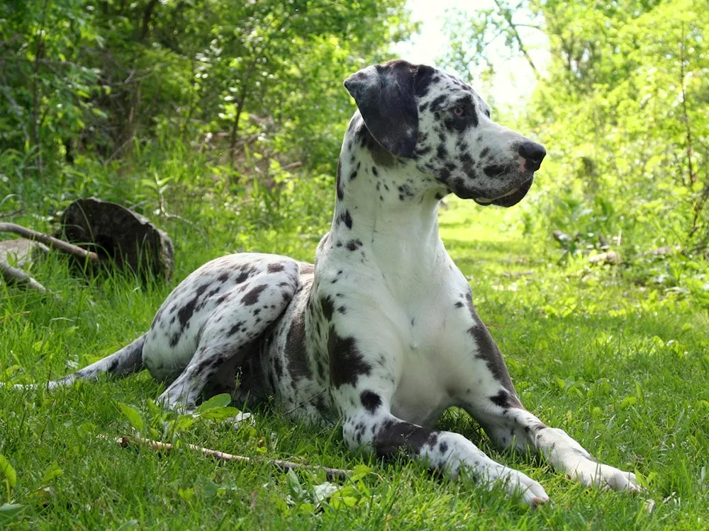 Harlequin Marbled Dane