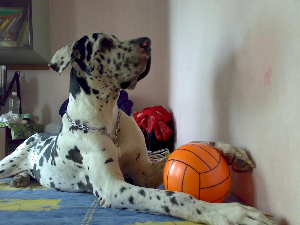 Marbled Dane Harlequin