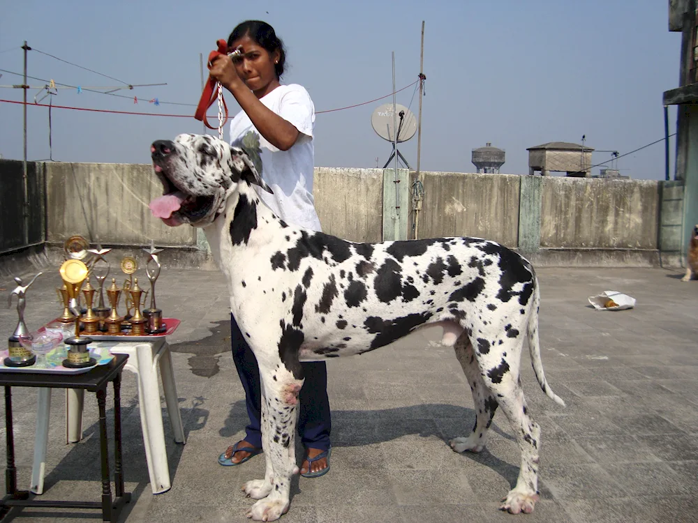 Marbled Dane Harlequin