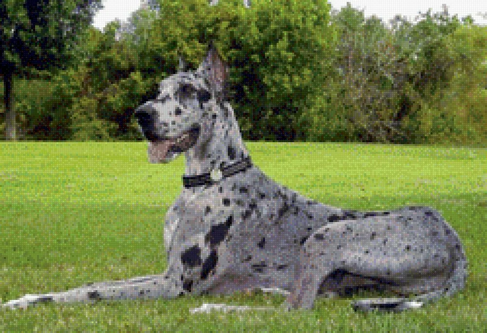 Marbled Dane Harlequin