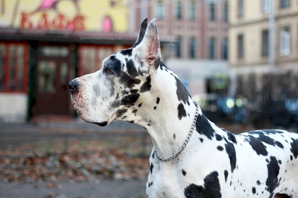 Bulldog Catahouly