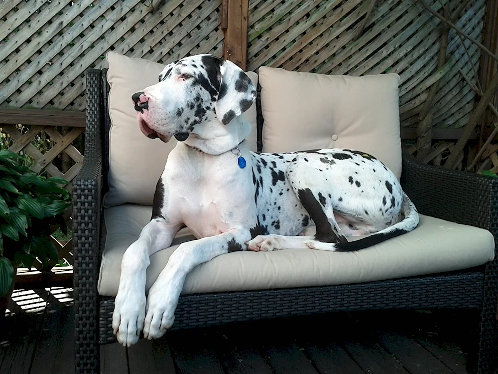 Dalmatian dog breed