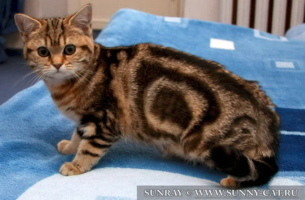 Marble cat Manx tabby