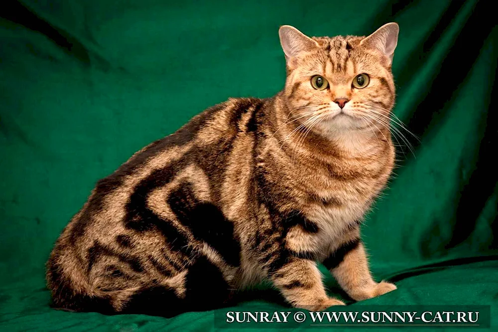 British marbled tabby