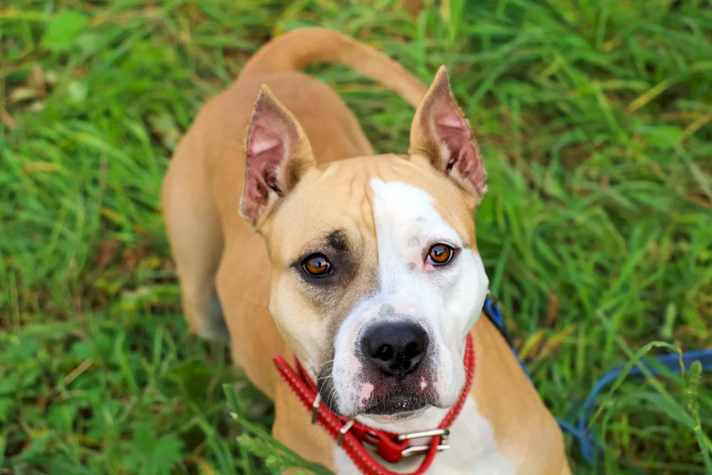 Marbled Staffordshire Terrier