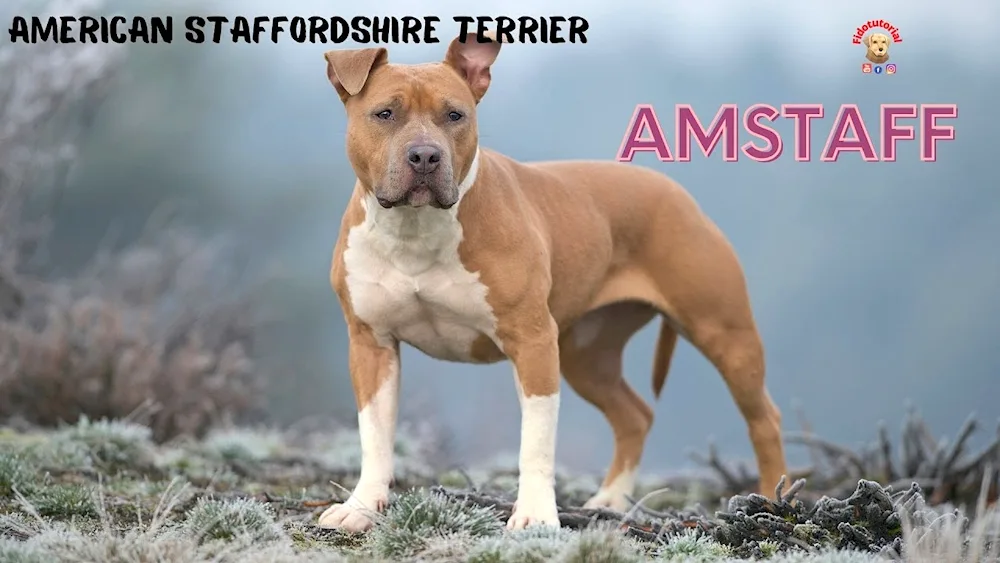 American Staffordshire terrier