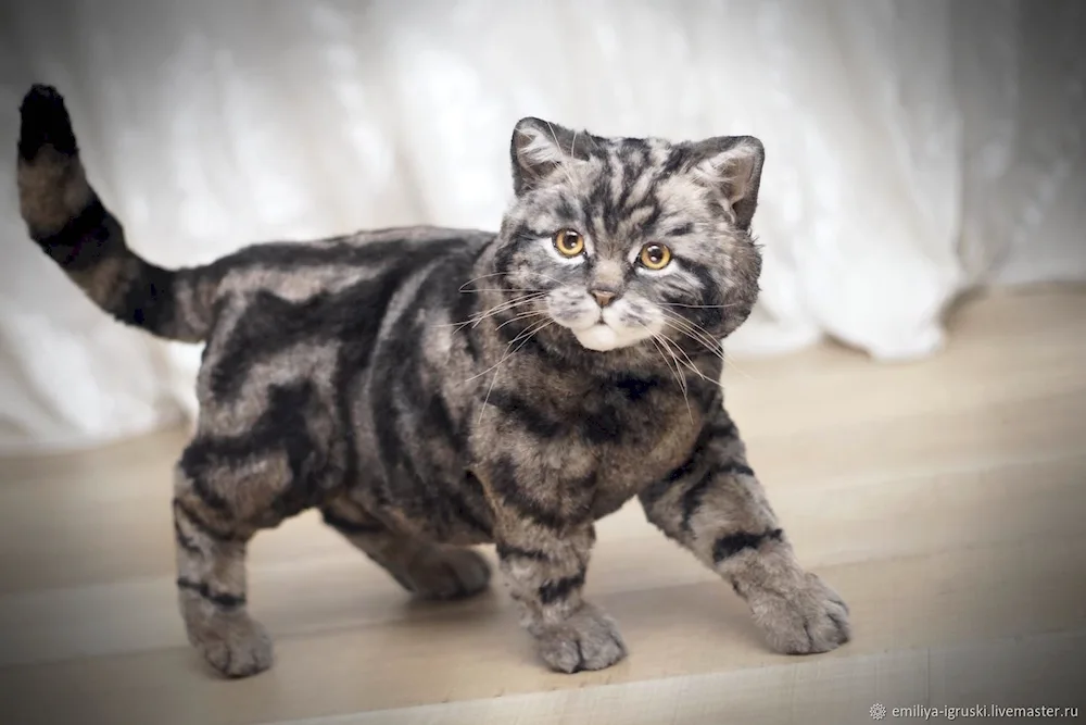 British marbled tabby cat