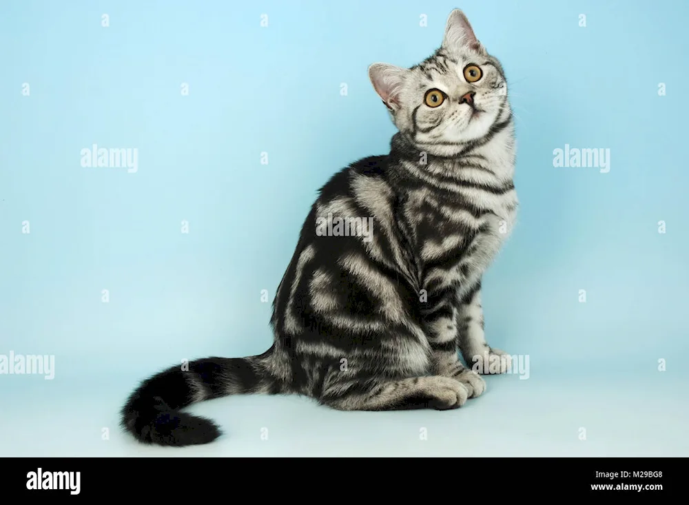 Marbled tabby britan