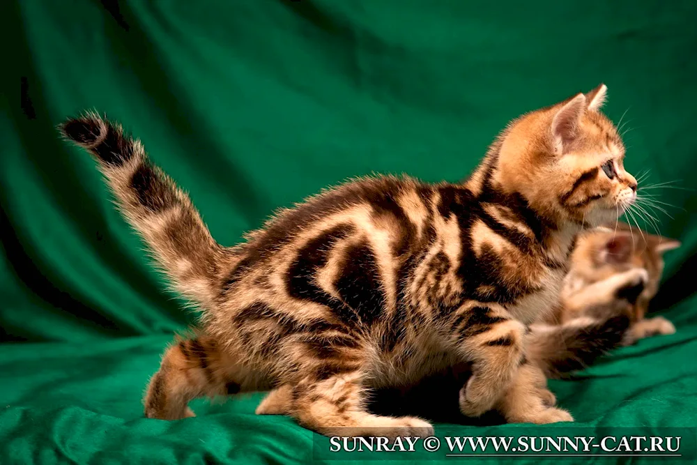 Marbled tabby britan