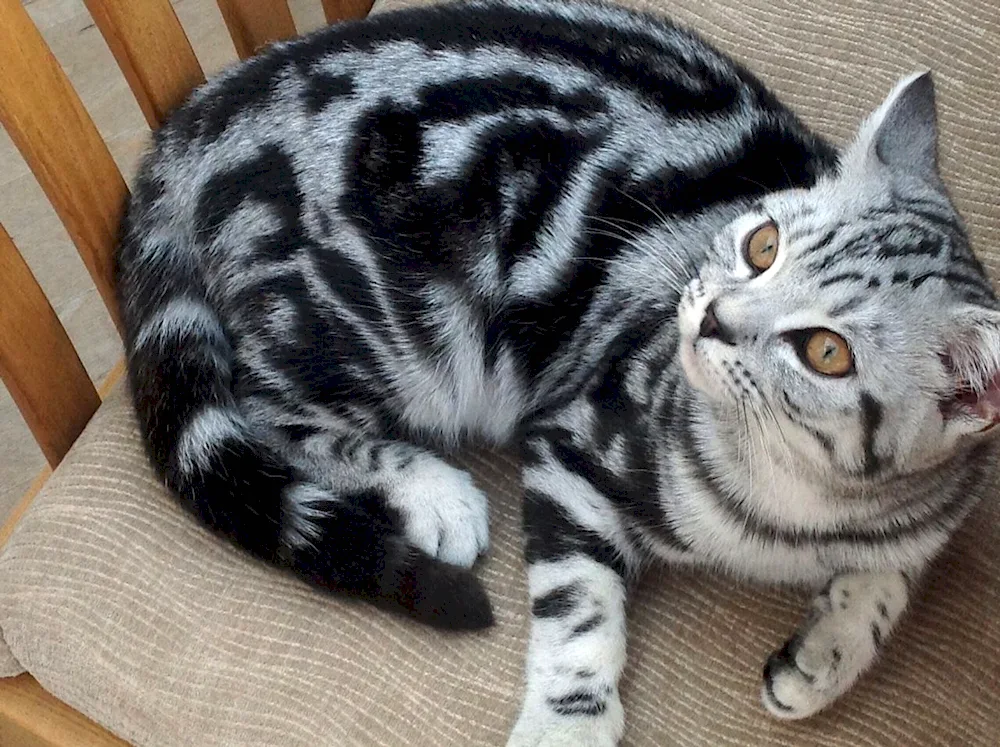 Marbled tabby Brittany