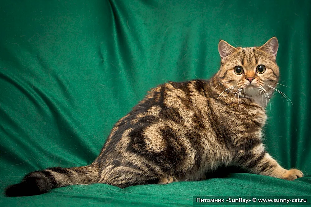 Marbled tabby brittany