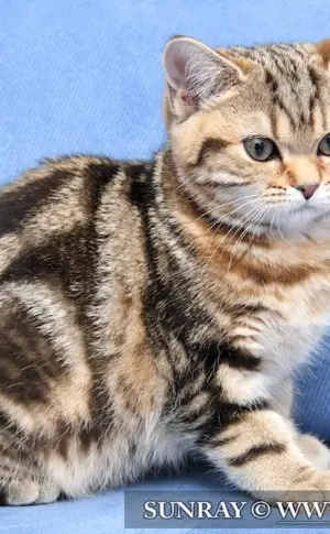 Marbled tabby britan