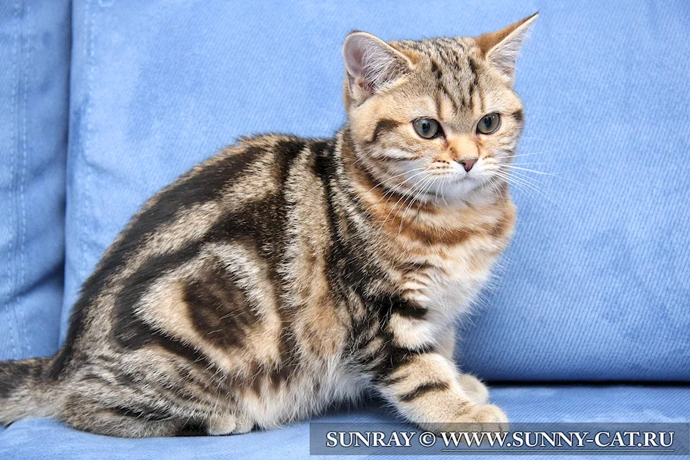 Marbled tabby britan