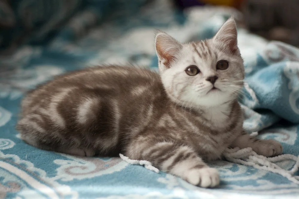 British Silver tabby