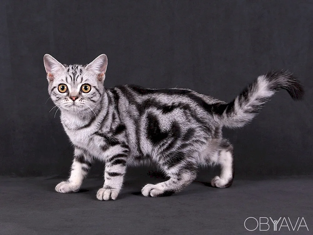 British marbled tabby cat