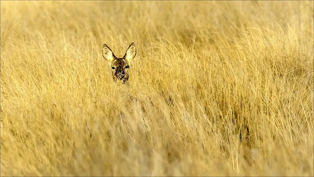 Mugan steppe