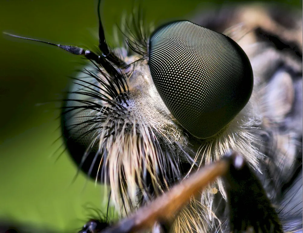 Macrophotography insects